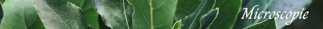 Donkerveld Levend Bloed Microscopie - Banner van Laurier Herbalist